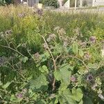 Arctium tomentosum आदत