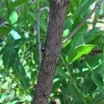 Kraussia floribunda Corteza