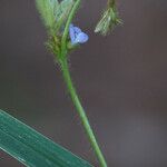 Calopogonium mucunoides Кветка