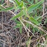 Aspilia mossambicensis Blad