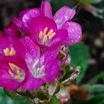 Armeria maritima Flower