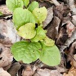 Pyrola elliptica Foglia