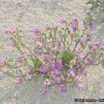 Phacelia bicolor आदत