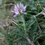 Astragalus glaux Other