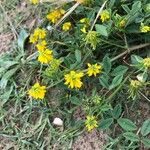 Trigonella esculenta 花