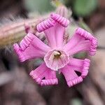 Silene bellidifolia Flower