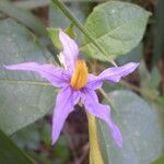 Solanum paludosum Λουλούδι