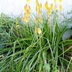 Kniphofia linearifolia Habit