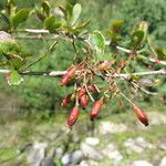 Berberis koehneana Habitat