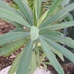 Euphorbia esula Leaf