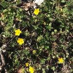 Potentilla brauneana Blomst