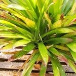 Guzmania lingulata পাতা