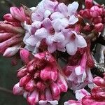 Viburnum × bodnantense Flor