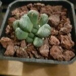 Aloinopsis schooneesii 葉