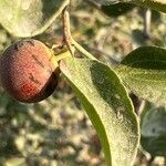 Ziziphus lotus Fruto