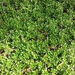 Arctostaphylos uva-ursi Hábito