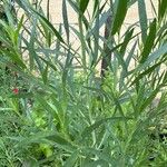 Artemisia dracunculusList