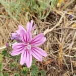 Malva neglectaFlower