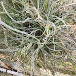 Tillandsia recurvata 葉