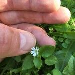 Stellaria mediaFlors