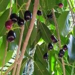 Syzygium cumini Fruit