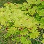 Acer shirasawanum Leaf