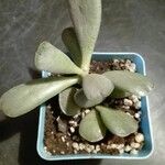 Adromischus cooperi Yaprak