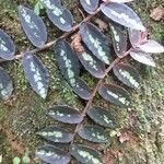 Pellionia repens Leaf