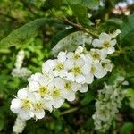 Prunus padus Цветок