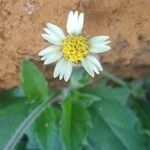 Tridax procumbens Floare