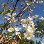 Tabebuia roseoalba Blomma