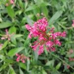 Valeriana angustifolia Blüte