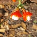 Phaseolus coccineus Flor