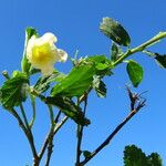 Sida rhombifolia Blüte