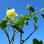 Sida rhombifolia Blomma