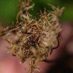 Crepis vesicaria Cvet