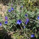 Lithodora fruticosaFlor