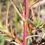 Salsola australis Fuelha