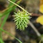 Medicago laciniata Φρούτο