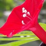 Ipomoea × multifida Flor
