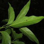 Nectandra hihua 叶