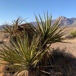 Yucca schidigera Frunză