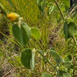 Abutilon pannosum Лист