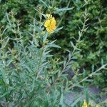 Heimia salicifolia Flower