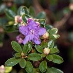 Rhododendron chamaethomsonii Blüte