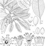 Pycnandra confusa Otro