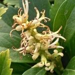 Pachysandra terminalis Cvet