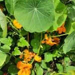 Tropaeolum minusFlor