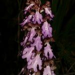 Himantoglossum metlesicsianum Квітка