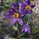 Anemone pulsatillaFleur